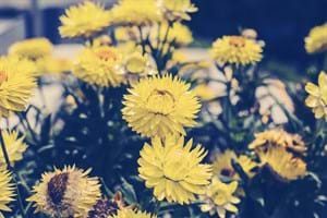 Faulconbridge Health Centre 